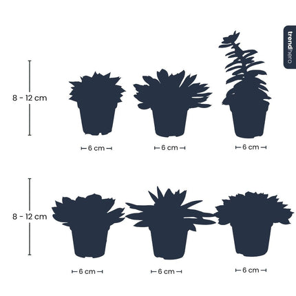 Succulent Mix Set - Assorted Succulents In 6 Cm Pots (8–12 Cm High)