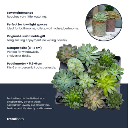 Succulents Set Of 6 In Ceramic Mini Pot Madrid - ↑ 8–12 Cm