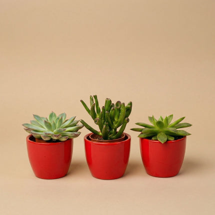Succulents Set Of 3 With Red Mini Pot - Mixed Live Cacti - ↑ 8–12 Cm