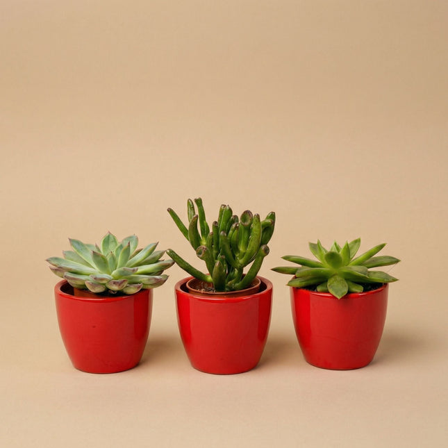 Succulents Set Of 3 With Red Mini Pot - Mixed Live Cacti - ↑ 8–12 Cm