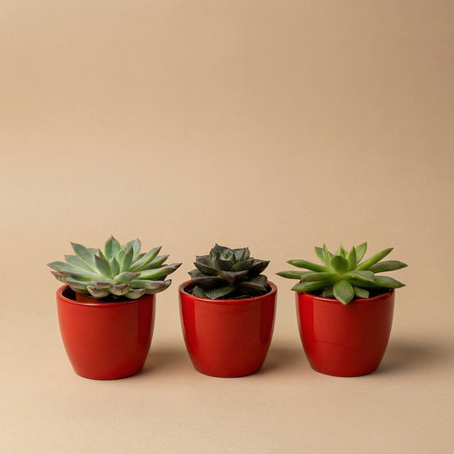 Succulents Set Of 3 With Red Mini Pot - Mixed Live Cacti - ↑ 8–12 Cm