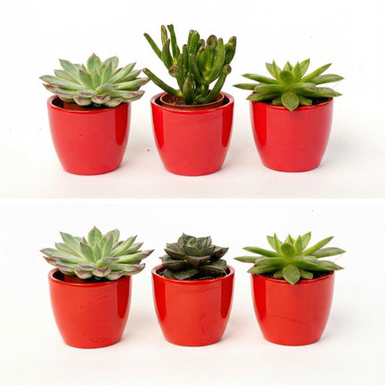 Succulents Set Of 3 With Red Mini Pot - Mixed Live Cacti - ↑ 8–12 Cm