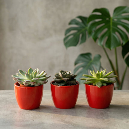 Succulents Set Of 3 With Red Mini Pot - Mixed Live Cacti - ↑ 8–12 Cm