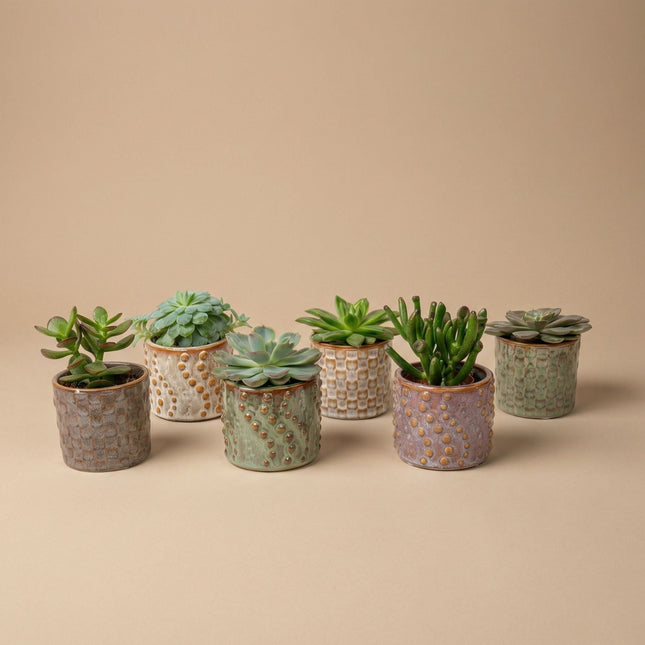 Succulents Set Of 6 In Ceramic Mini Pot Madrid - ↑ 8–12 Cm