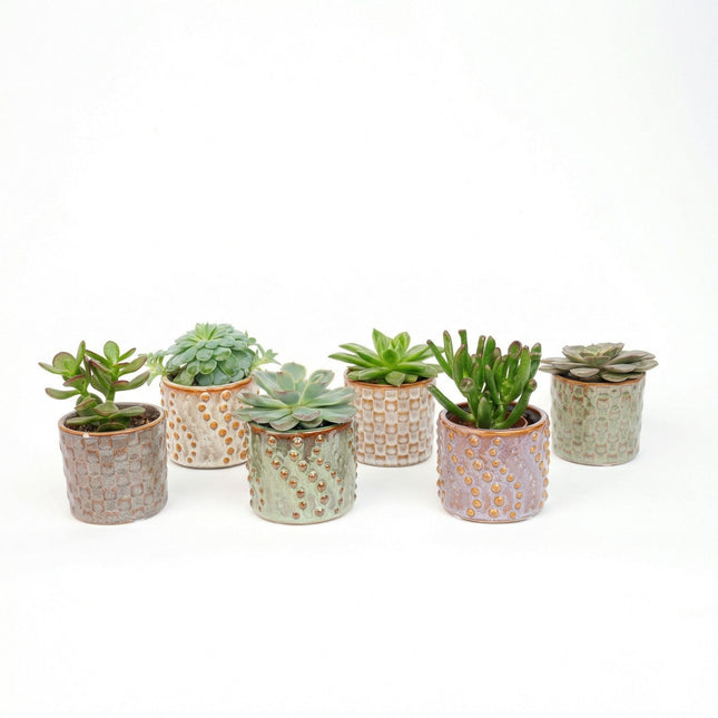 Succulents Set Of 6 In Ceramic Mini Pot Madrid - ↑ 8–12 Cm