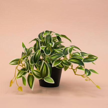 Tradescantia Green/White In Pot - 19 Cm - Artificial Plant