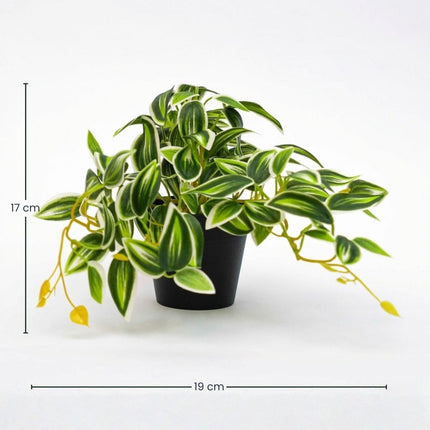 Tradescantia Green/White In Pot - 19 Cm - Artificial Plant