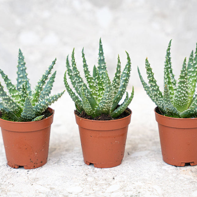 Aloe Humilis Potsize 5.5 Cm