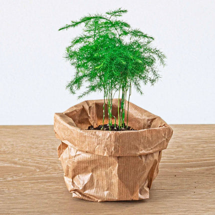 Asparagus - Potsize 6 Cm - 15-20 Cm High