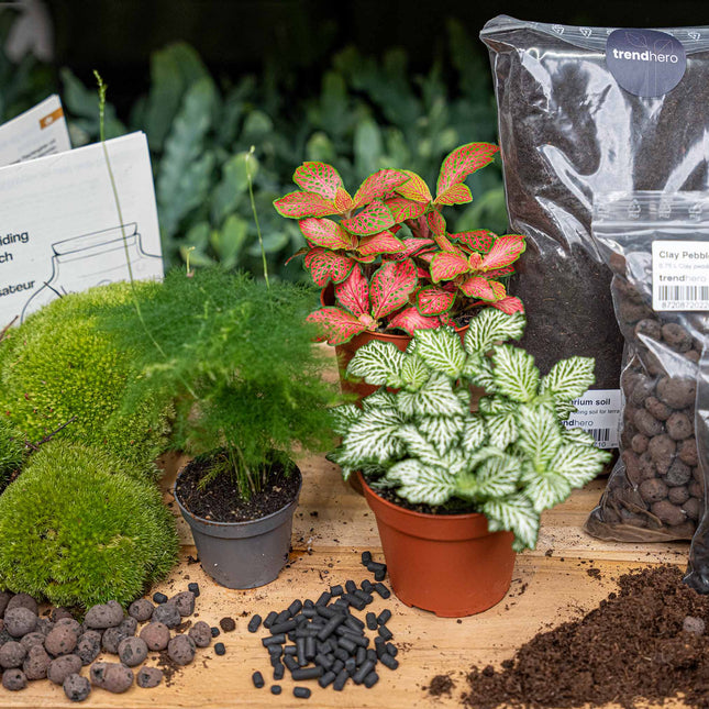 Asparagus - Plant Terrarium Refill & Starter Kit - 3 Terrarium Plants - Diy