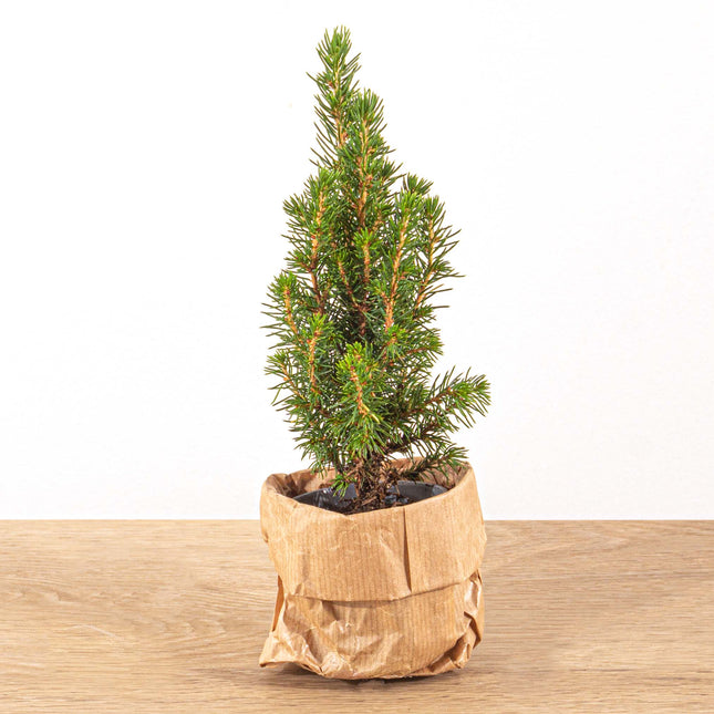 Mini Christmas Tree - ↑15-20 Cm - Ø 6 Cm Picea Glauca Perfecta
