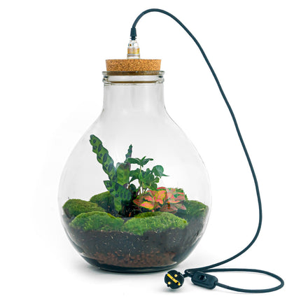 Terrarium Diy Kit - Big Paul Red Xl - Bottle Garden - ↑ 40 Cm