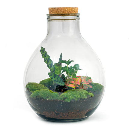 Terrarium Diy Kit - Big Paul Red Xl - Bottle Garden - ↑ 40 Cm