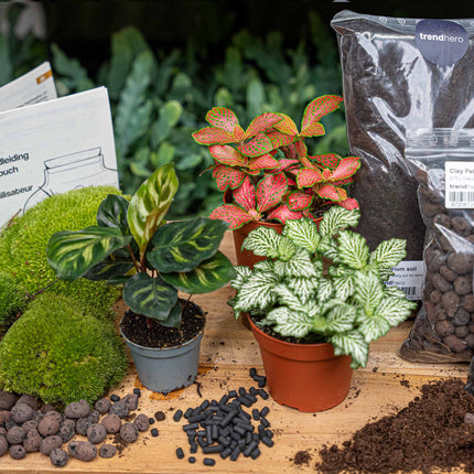 Calathea Makoyana - Plant Terrarium Refill & Starter Kit - 3 Terrarium Plants - Diy