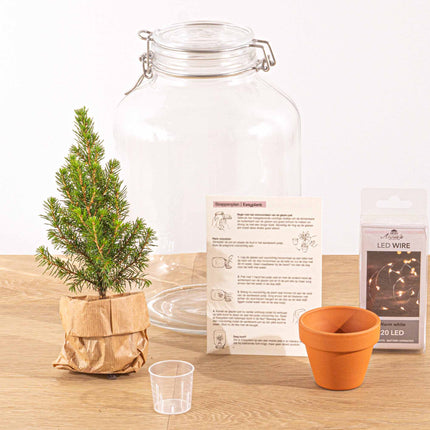 Easyplant - Mini Christmas Tree - Diy Terrarium Kit - ↑ 28 Cm