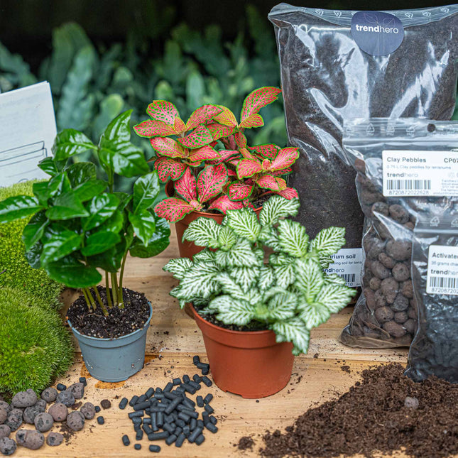 Coffea Arabica - Plant Terrarium Refill & Starter Kit - 3 Terrarium Plants - Diy