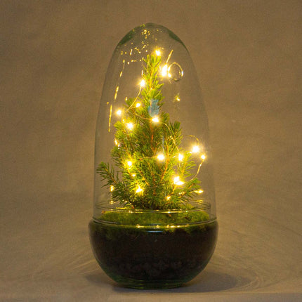 Egg Christmas - Plant Terrarium With Christmas Tree And Lighting - ↑ 25 Cm