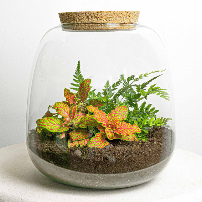 Terrarium Diy Kit - Emma Mini - Diy Kit - ↑ 20 Cm - Ø 19 Cm