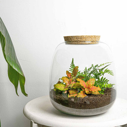 Emma Mini - Terrarium With Cork - Bottle Garden Diy Kit - Ø 19 Cm ↑ 20 Cm