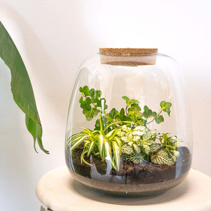 Terrarium - Emma -Supdigital + Sticker + Kaart + Brandmerk + Shipping