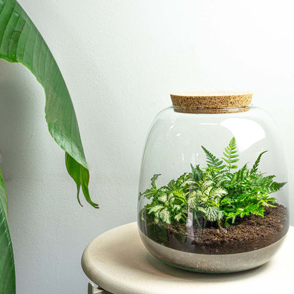 Emma Mini - Terrarium With Cork - Bottle Garden Diy Kit - Ø 19 Cm ↑ 20 Cm