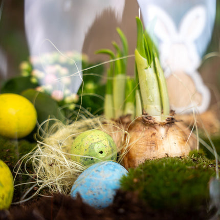 Emma Easter - Open Terrarium - Bottle Garden Diy Kit - Ø 23 Cm ↑ 25 Cm