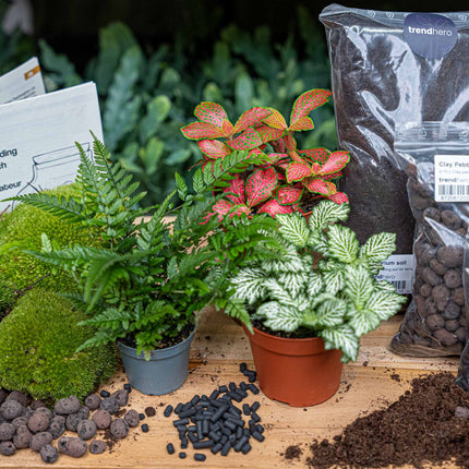 Fern - Plant Terrarium Refill & Starter Kit - 3 Terrarium Plants - Diy