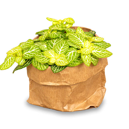 Fittonia Joly Lemon - White And Green (Fluor) - Mosaic Plant - Terrarium Plant