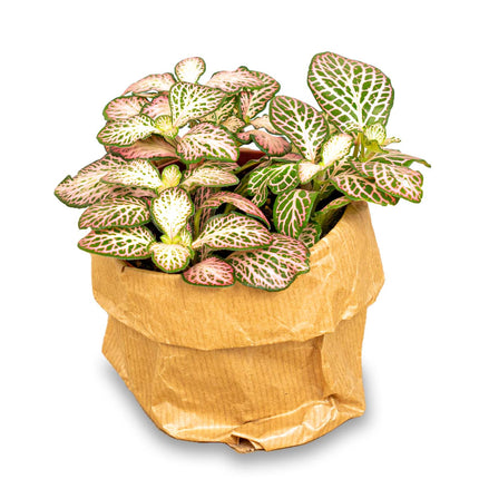 Fittonia Pink Tiger - Pink, White And Green - Mosaic Plant