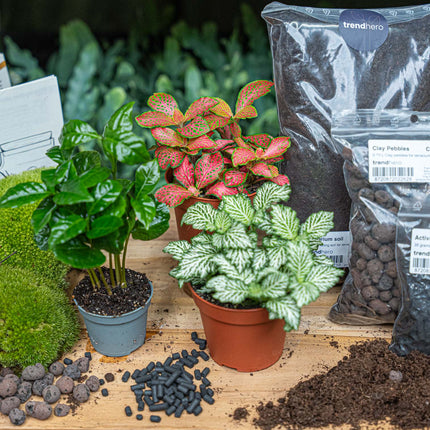 Coffea Arabica - Plant Terrarium Refill & Starter Kit - 3 Terrarium Plants - Diy
