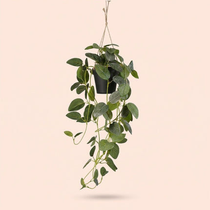 Artificial Fittonia - Hanging Plant In Pot - Green & White - 70 Cm