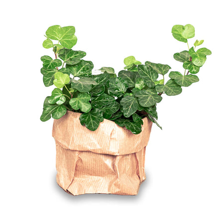 Hedera Helix - Ø 6 Cm - Houseplant & Terrarium Plant