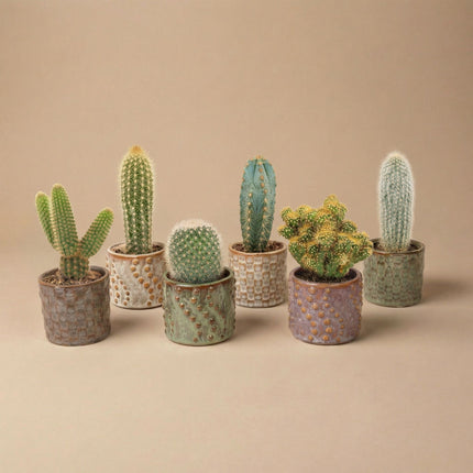 Cacti Set Of 6 In Ceramic Mini Pot Madrid - ↑ 8–12 Cm