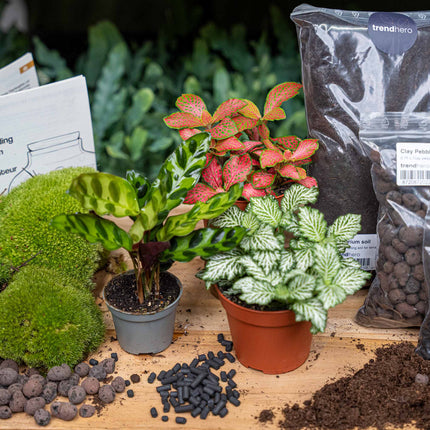 Calathea Lancifolia - Plant Terrarium Refill & Starter Kit - 3 Terrarium Plants - Diy