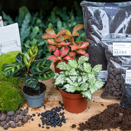 Calathea Makoyana - Plant Terrarium Refill & Starter Kit - 3 Terrarium Plants - Diy
