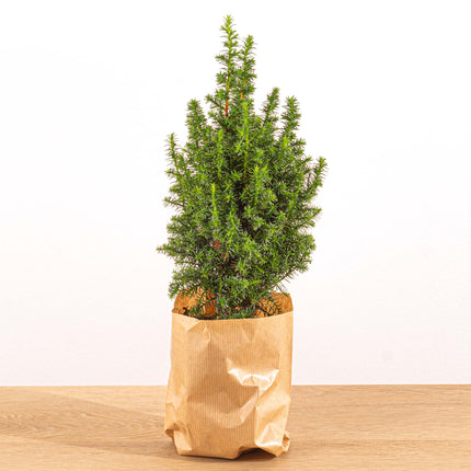 Mini Christmas Tree - Chamaecyparis - 25-30 Cm