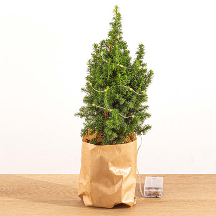 Mini Christmas Tree - Chamaecyparis - 25-30 Cm