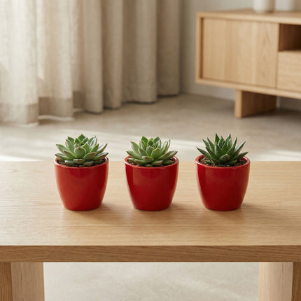 Love In Red - Mini Plant Pot - Boule Pot Red - Ø 6 Cm ↑ 6 Cm