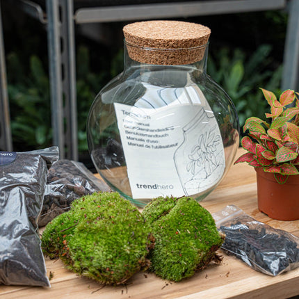 Noah - Terrarium - Bottle Garden Diy Kit - Ø 18.5 Cm ↑ 19 Cm