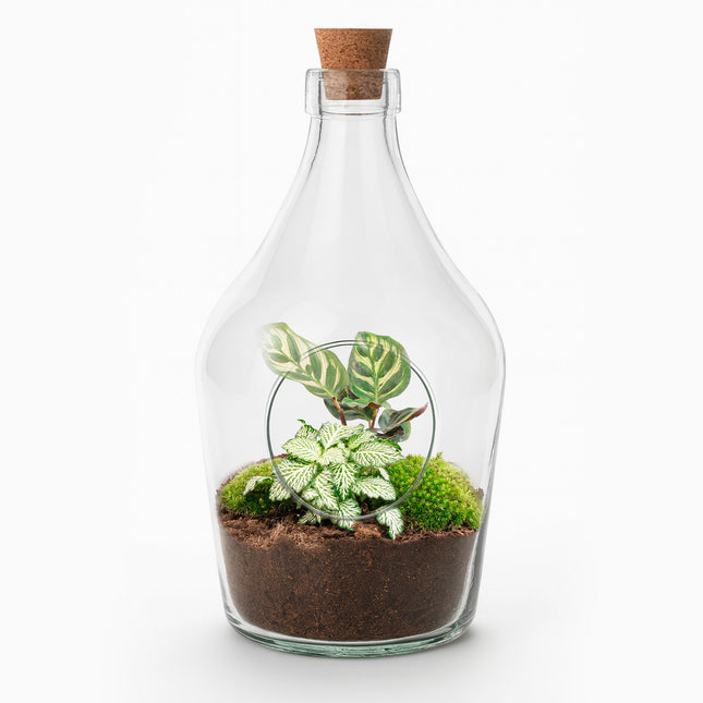 Open Terrarium Joss – Calathea & Fittonia White Tiger ↑ 30 Cm