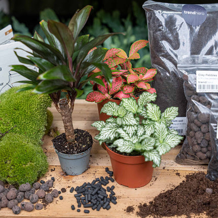Palm - Plant Terrarium Refill & Starter Kit - 3 Terrarium Plants - Diy