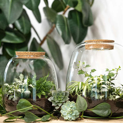 Emma - Terrarium With Light - Bottle Garden Diy Kit - Ø 23 Cm ↑ 25 Cm