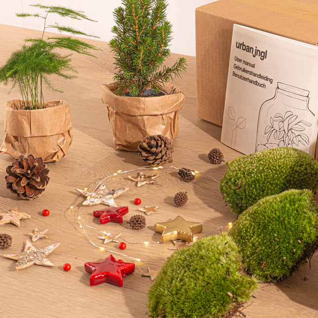 Christmas Plant Terrarium Package - Christmas Kit & Tree - 3 Terrarium Plants - Refill & Starter Package