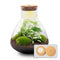 Terrarium Sam Xl - Ø 30 Cm ↑ 32 Cm - Relatiegeschenk
