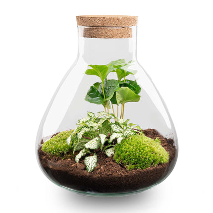 Terrarium Diy Kit - Sammie - Bottle Garden - ↑ 27 Cm
