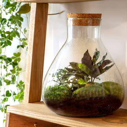 Terrarium Diy Kit - Sammie - Bottle Garden - ↑ 27 Cm