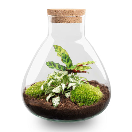 Terrarium Diy Kit - Sammie - Bottle Garden - ↑ 27 Cm