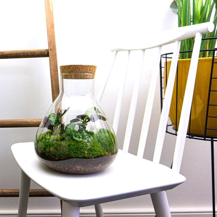 Terrarium Diy Kit - Sammie - Bottle Garden - ↑ 27 Cm