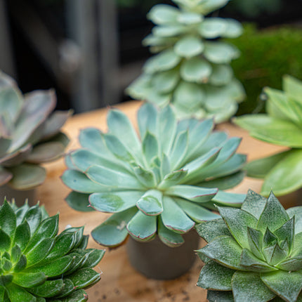 Succulent Mix Set - Assorted Succulents In 6 Cm Pots (8–12 Cm High)