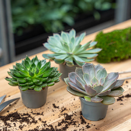 Succulent Mix Set - Assorted Succulents In 6 Cm Pots (8–12 Cm High)
